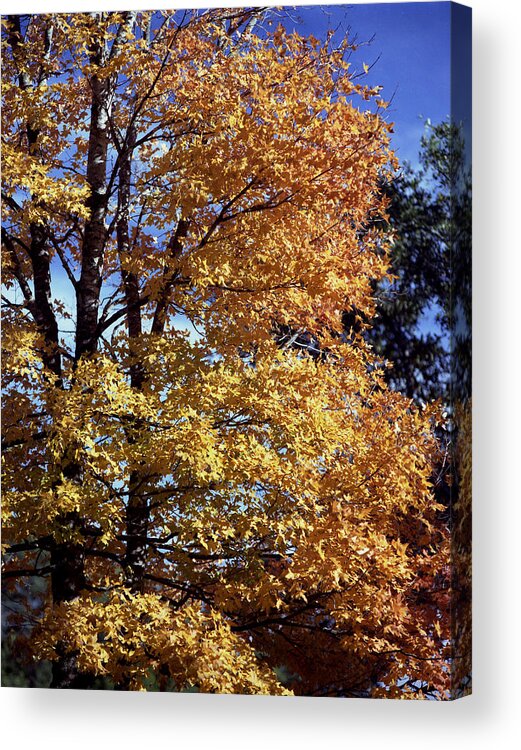 Spanish Oak Acrylic Print featuring the photograph Spanish Oak in the fall by Mark Langford