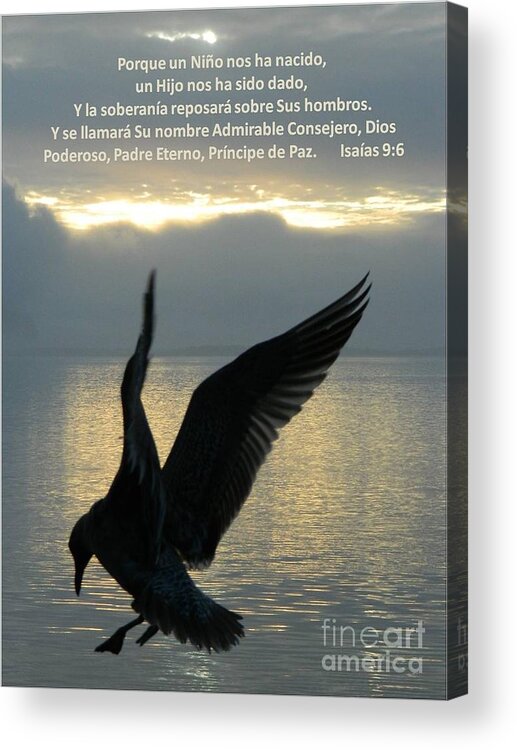 Spanish Acrylic Print featuring the photograph Spanish Seagull by Gallery Of Hope 