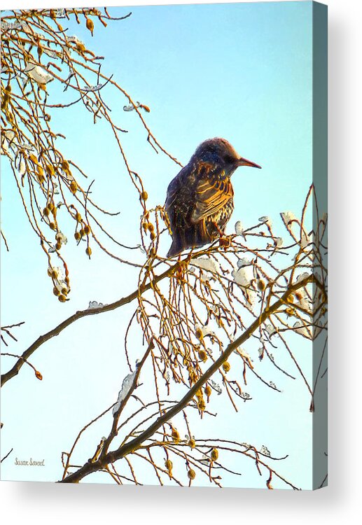 Sparrow Acrylic Print featuring the photograph Sparrow on a Winter Branch by Susan Savad