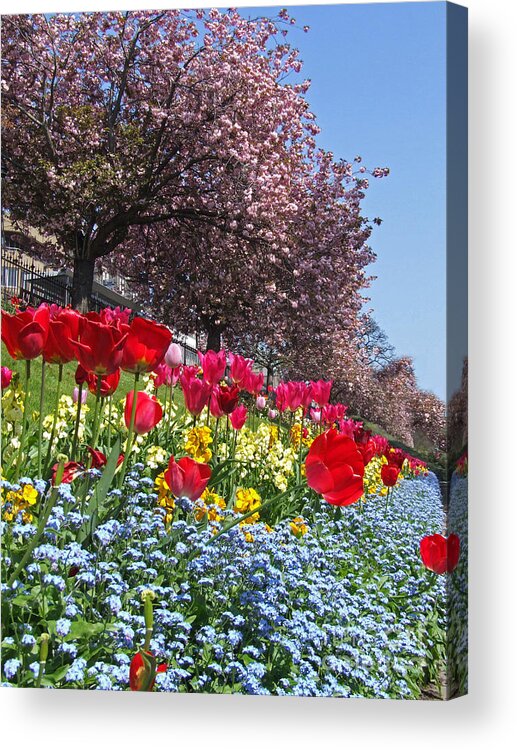 Edinburgh Acrylic Print featuring the photograph Spring Flowers - Edinburgh by Phil Banks