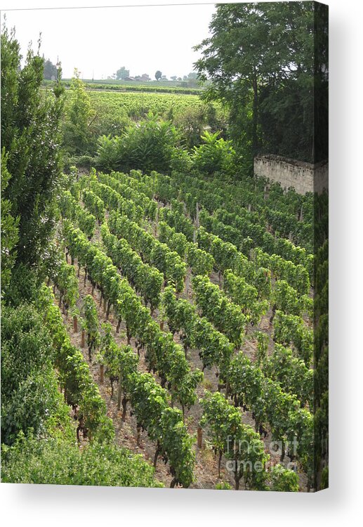 France Acrylic Print featuring the photograph St. Emilion vineyard by HEVi FineArt