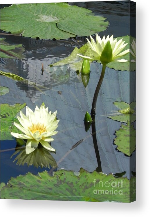 Photography Acrylic Print featuring the photograph Standing Tall With Beauty by Chrisann Ellis