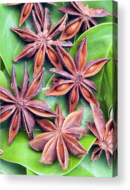 Star Anise Fruit Acrylic Print featuring the photograph Star Anise Fruits by Dr Jeremy Burgess/science Photo Library