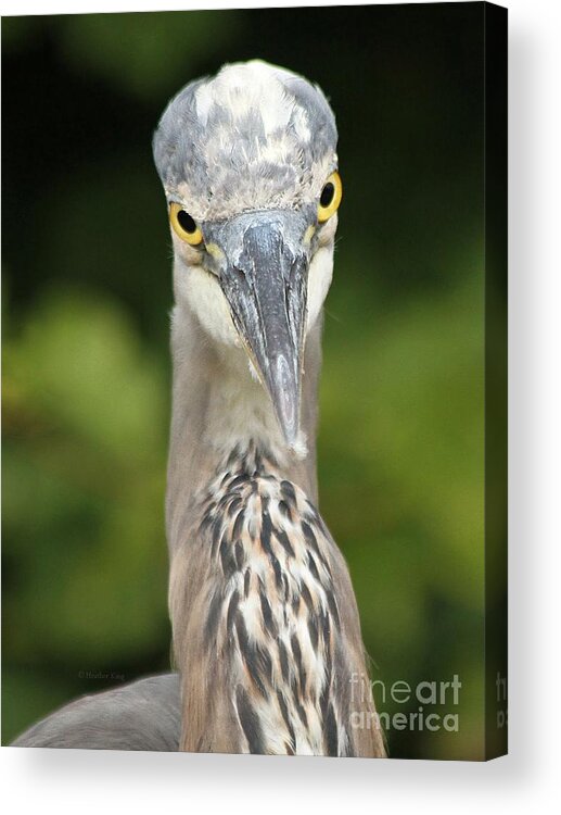 Bird Acrylic Print featuring the photograph Staredown by Heather King