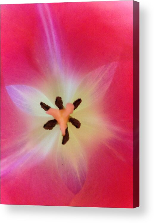 Tulips Acrylic Print featuring the photograph Starfish Tulip by Marian Lonzetta