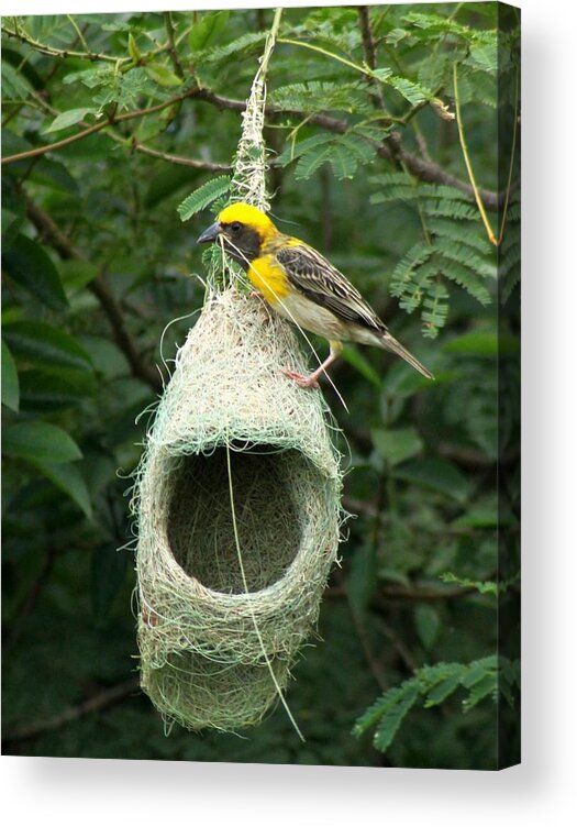 Weaver Bird Acrylic Print featuring the photograph Stitch in Time by Ramabhadran Thirupattur