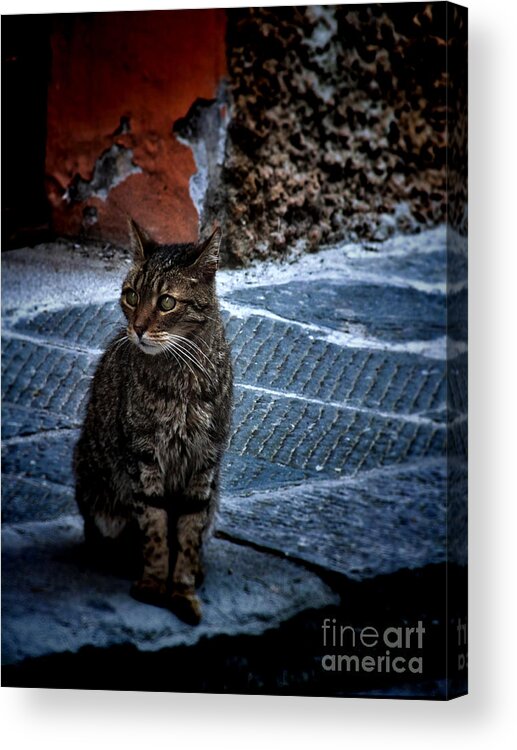 Cat Acrylic Print featuring the photograph Street Cat by Karen Lewis