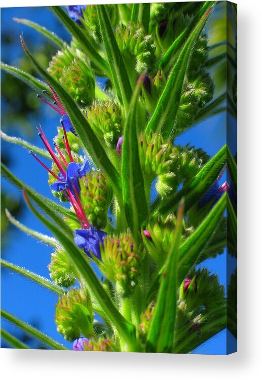Flowers Acrylic Print featuring the photograph Study In Blue and Green by Derek Dean
