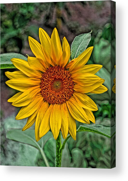 Sun Flower Acrylic Print featuring the photograph Sun Flower by David Armstrong