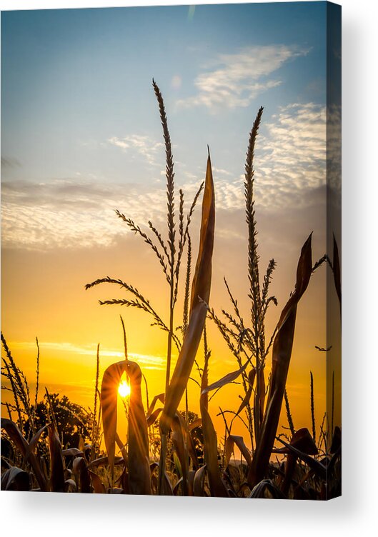 Corn Acrylic Print featuring the photograph Sun Kissed Corn Field by David Downs