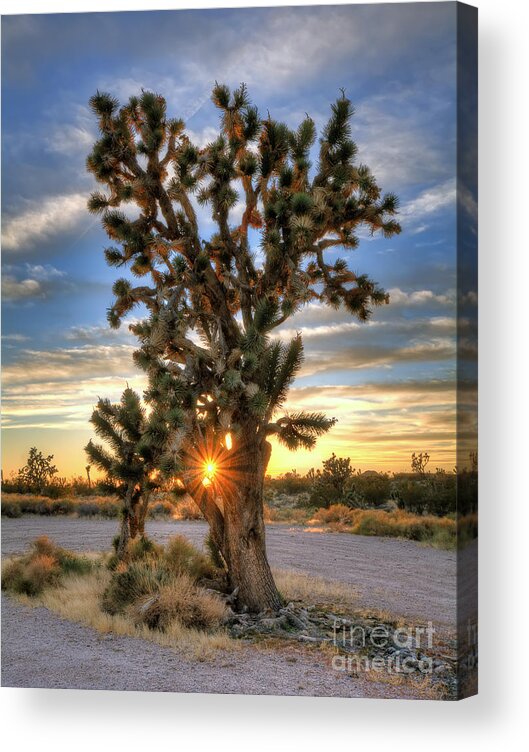 Sun Acrylic Print featuring the photograph Sun Rays Through A Joshua Tree by Eddie Yerkish
