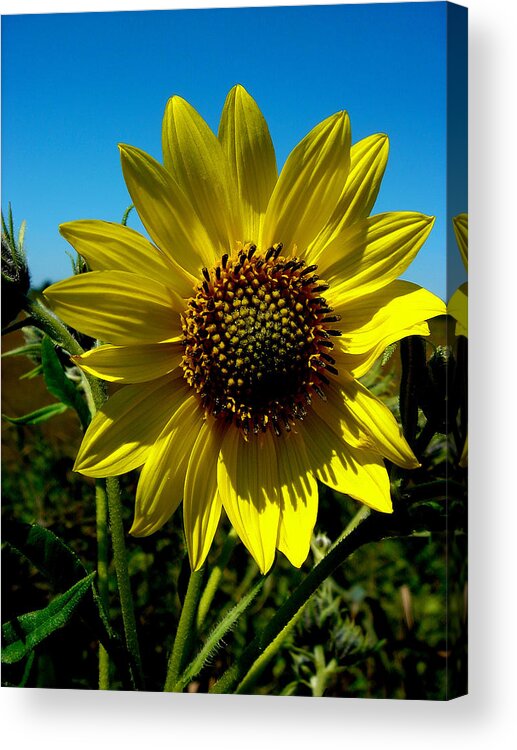 Yellow Sunflower Acrylic Print featuring the photograph Sunflower by Andrea Galiffi
