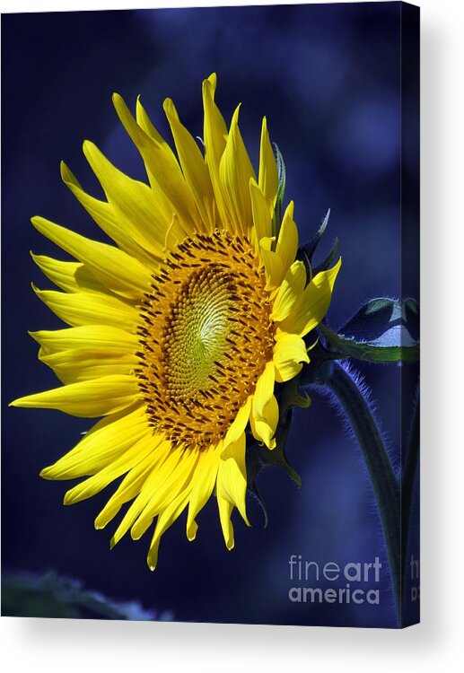 Sunflower Acrylic Print featuring the photograph Sunflower on Blue by Lili Feinstein