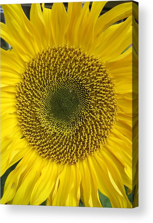 Daisy Acrylic Print featuring the photograph Sunflower's cluster by Rosita Larsson