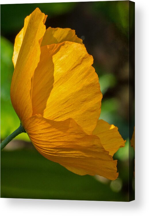 Sun Acrylic Print featuring the photograph Sunkissed Poppy by Jordan Blackstone