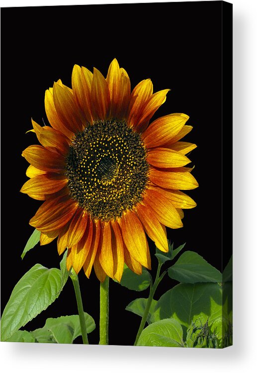 Flower Acrylic Print featuring the photograph Sunny Delight by Kurt Van Wagner