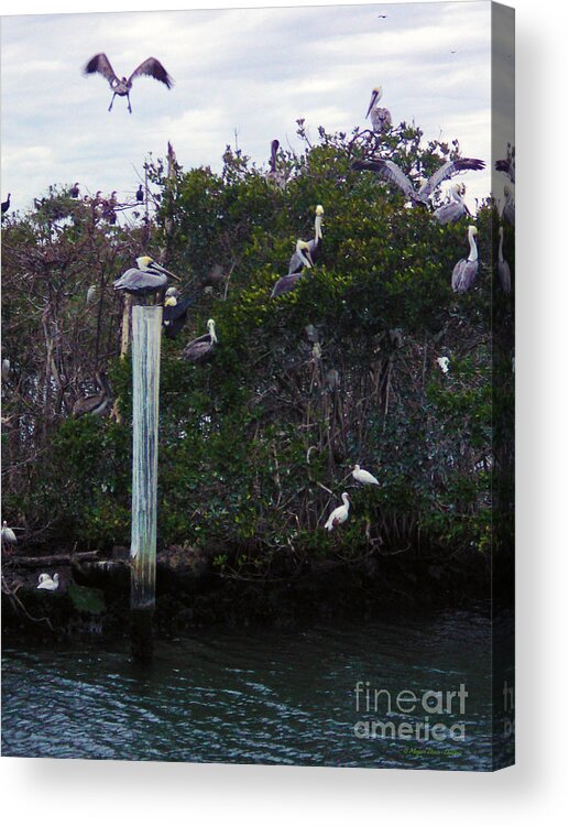 Birding Acrylic Print featuring the photograph Swooping In by Megan Dirsa-DuBois