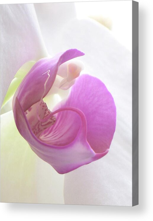 Orchid Acrylic Print featuring the photograph Temptress Orchid Petal by Andrea Lazar