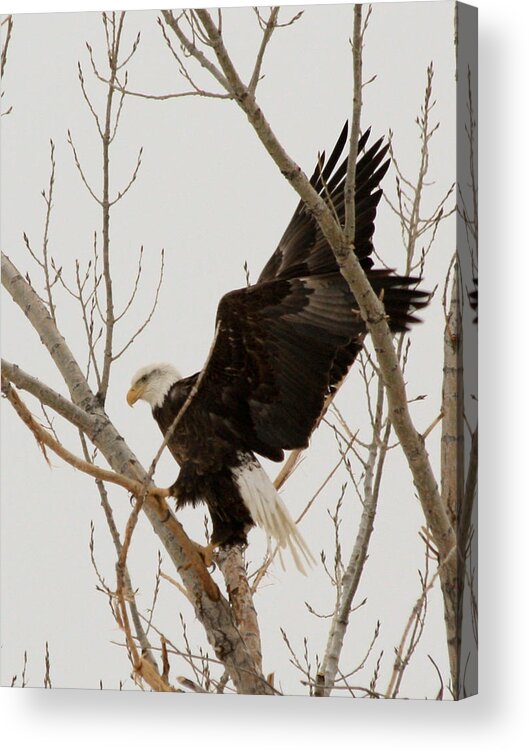 Bald Eagle Acrylic Print featuring the photograph The Climb #2 by Shane Bechler