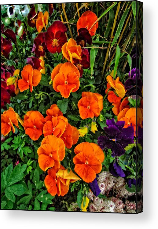 Floral Wall Art Acrylic Print featuring the photograph Fall Pansies by Thom Zehrfeld