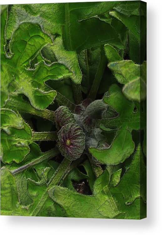 Flowers Acrylic Print featuring the photograph The Future in the Bud by Larry Capra