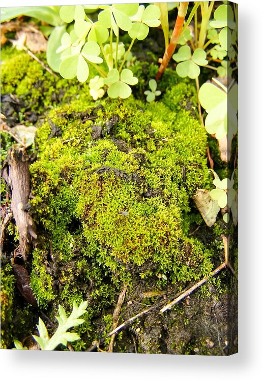 The Miniature World Of The Moss Acrylic Print featuring the photograph The Miniature World of the Moss by Cynthia Woods
