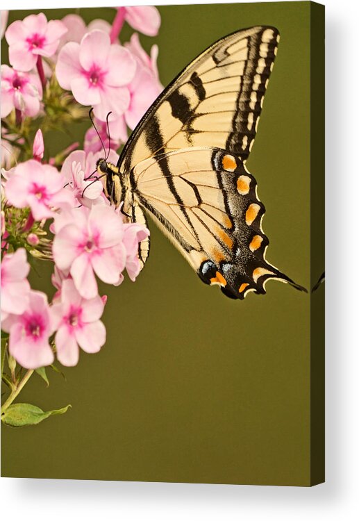 Eastern Tiger Swallowtail Butterfly Acrylic Print featuring the photograph The Nectar Sipper by Theo OConnor