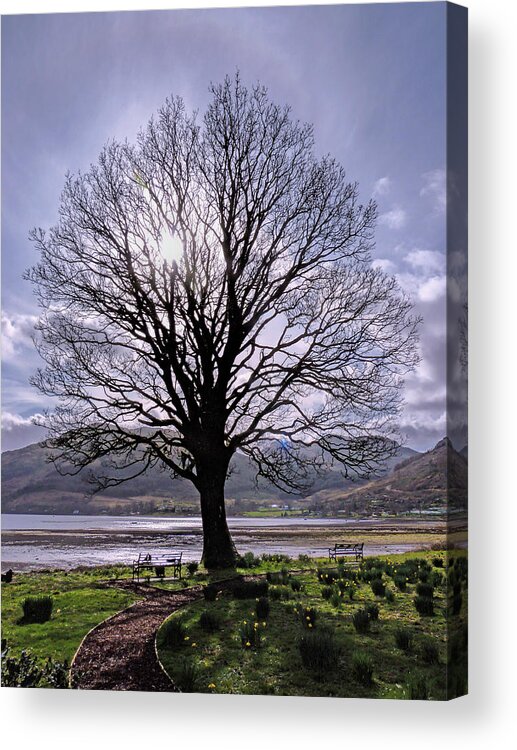Tree Acrylic Print featuring the photograph The Plane Tree by Lynn Bolt