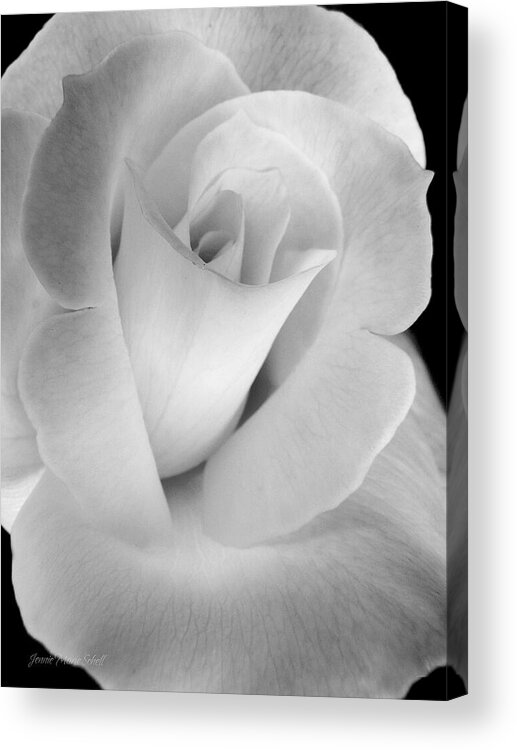 Rose Acrylic Print featuring the photograph The Silver Rose in Portrait by Jennie Marie Schell