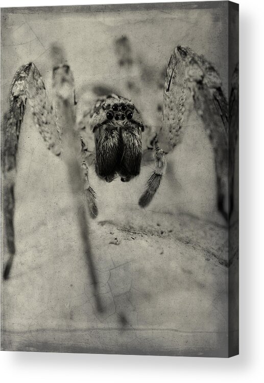 Spider Acrylic Print featuring the photograph The Spider Series XII by Marco Oliveira