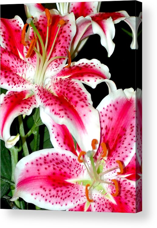 Star Lily Acrylic Print featuring the photograph The Star Lily by Barbara J Blaisdell