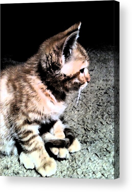 Cat Acrylic Print featuring the digital art The Tail Tuck by Eric Forster