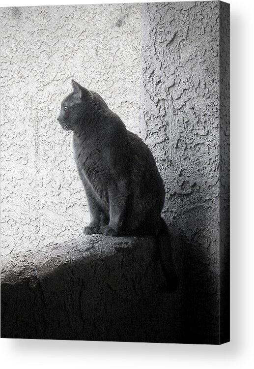 Cat Acrylic Print featuring the photograph The visitor by Tammy Espino