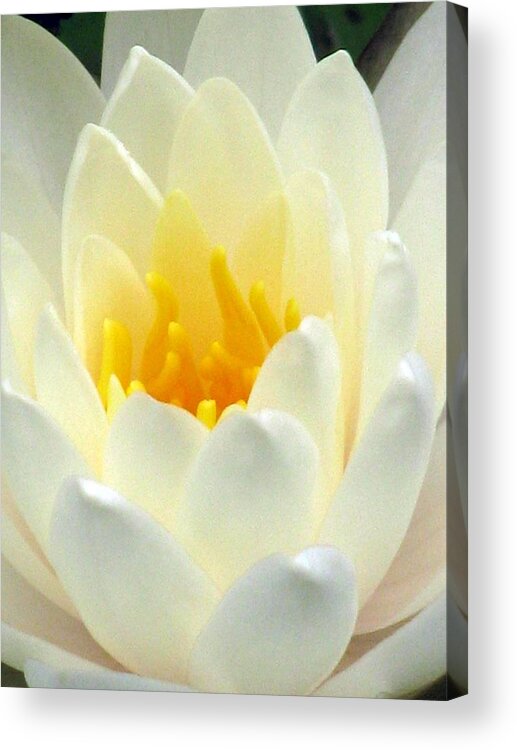 Water Lilies Acrylic Print featuring the photograph The Water Lilies Collection - 10 by Pamela Critchlow