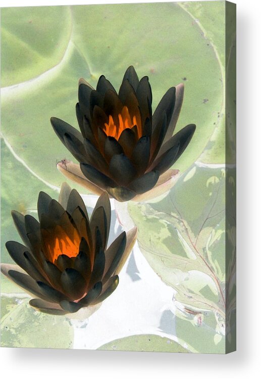 Water Lilies Acrylic Print featuring the photograph The Water Lilies Collection - PhotoPower 1046 by Pamela Critchlow