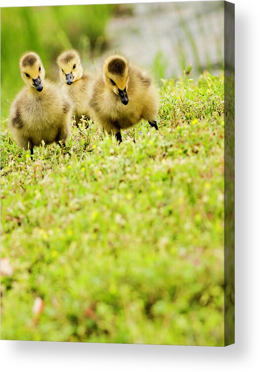Following Acrylic Print featuring the photograph Three Day Old Goslings by Catlane