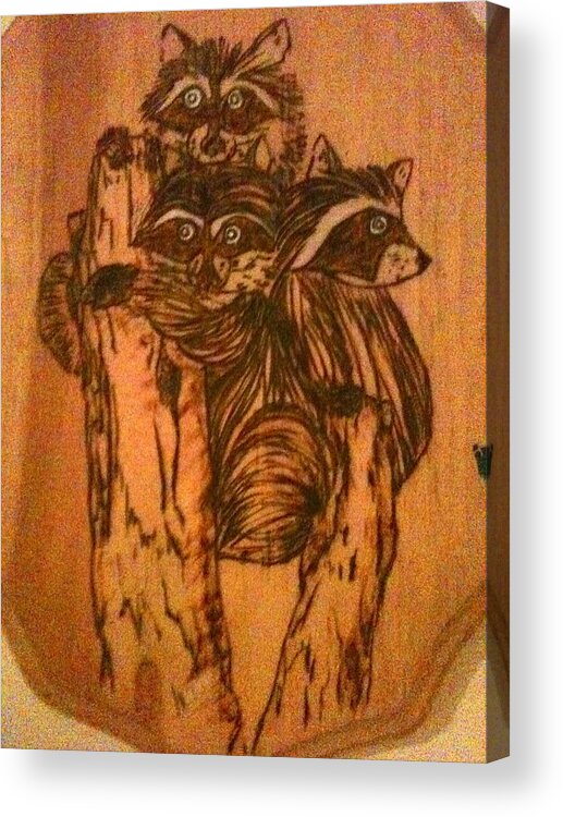 Raccoon Acrylic Print featuring the pyrography Three Little Rascals by Denise Tomasura