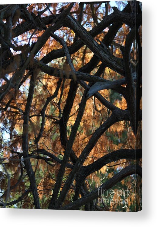 Orange Acrylic Print featuring the photograph Through The Trees 2 by Jacklyn Duryea Fraizer