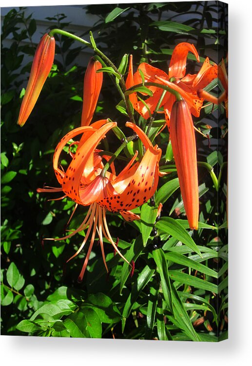 Guy Ricketts Photography And Art Acrylic Print featuring the photograph Tiger Lily by Guy Ricketts