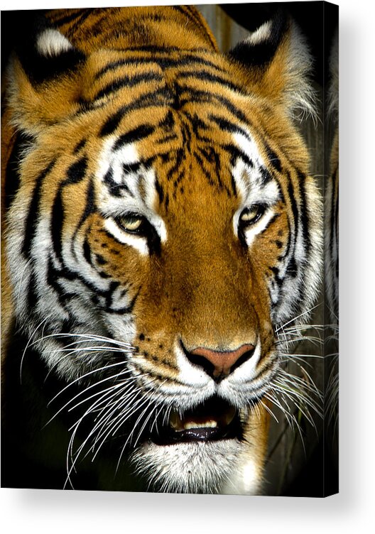 Bengal Tiger Acrylic Print featuring the photograph Tiger Tiger Burning Bright by Venetia Featherstone-Witty