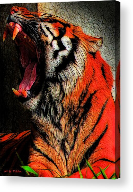 Tiger Yawning Acrylic Print featuring the painting Tiger Yawning by Jon Volden