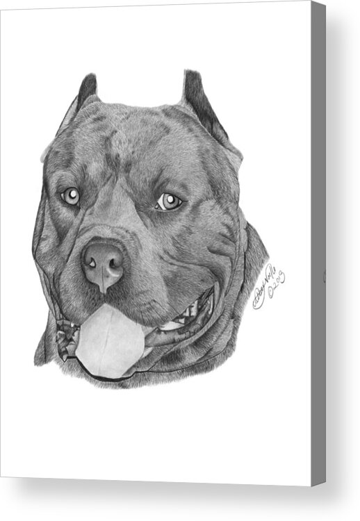Pit Bull Acrylic Print featuring the drawing Titus - 024 by Abbey Noelle