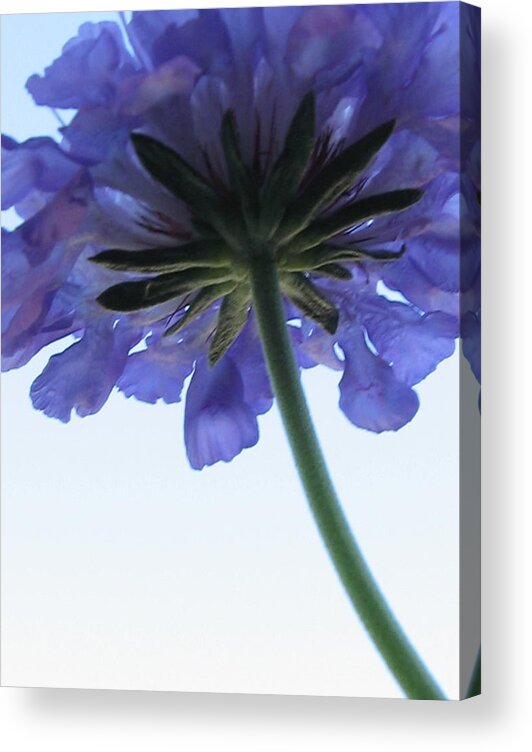 Touch The Sky Acrylic Print featuring the photograph Touch the Sky by Tracy Male