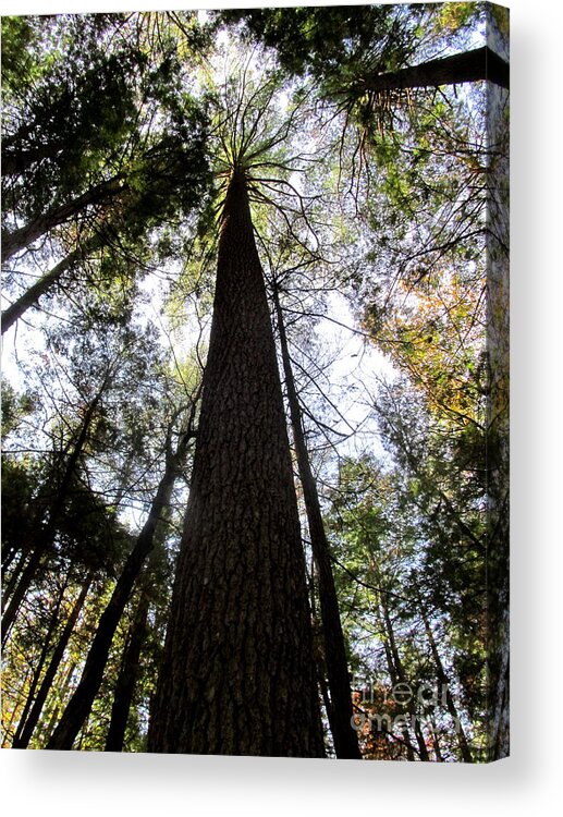 Appalachian Old Growth Forest Old Growth Trees Of Pennsylvania Mature Trees Mature Forest Seasonal Forest Verticle Pov Rare Places Rare Landscapes Mature Woodland Big Trees Mid Atlantic Old Growth Forest Protect Wildlife Habitat Preserve Wilderness Appalachian Mountain Forest Acrylic Print featuring the photograph Towering Timber by Joshua Bales