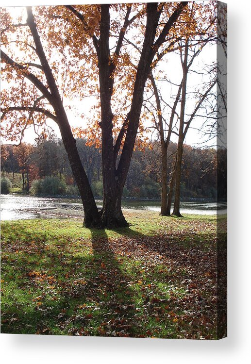 Trees Acrylic Print featuring the photograph Tree at the Lake by J L Zarek