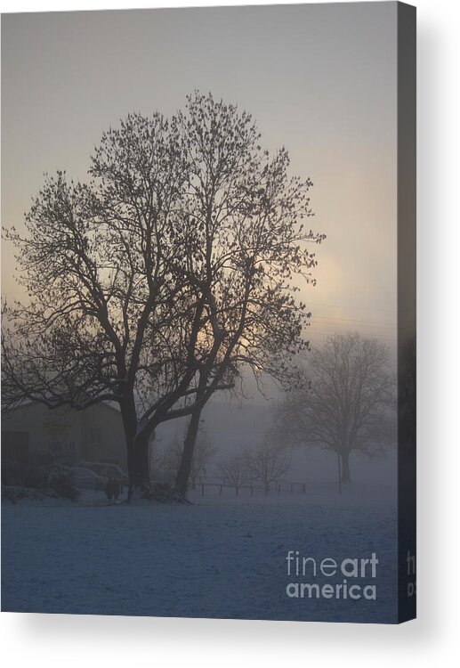 Tree Acrylic Print featuring the photograph Tree in the foggy winter landscape by Amanda Mohler