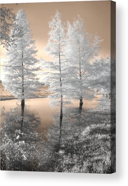 Tree Acrylic Print featuring the photograph Tree Reflections by Jane Linders