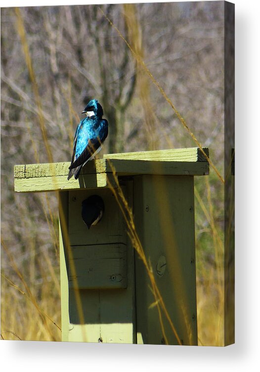 Bird Acrylic Print featuring the photograph Tree Swallow 2 by Shawna Rowe