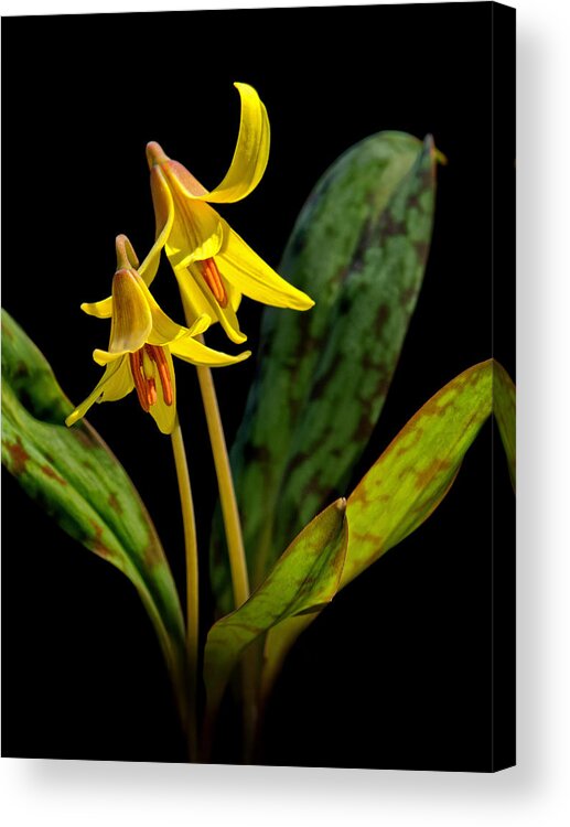Trout Lilies Acrylic Print featuring the photograph Trout Lilies by Carolyn Derstine