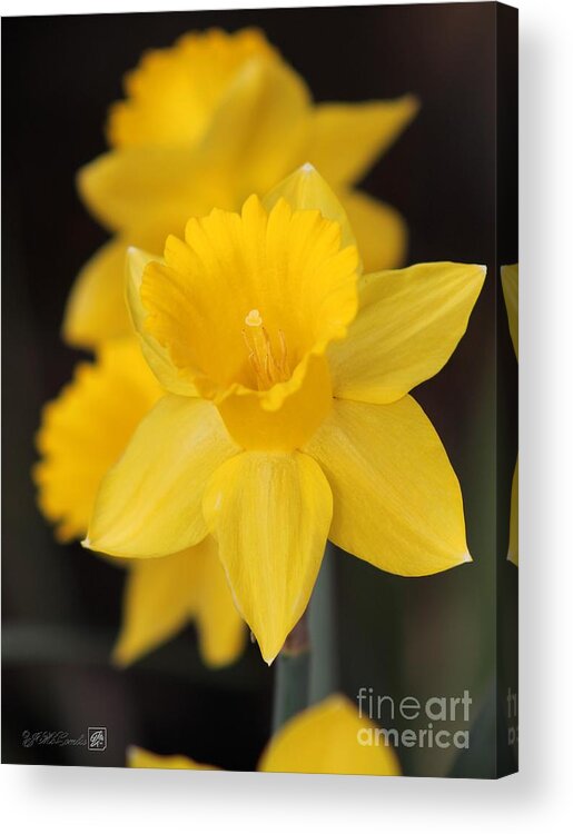 Mccombie Acrylic Print featuring the photograph Trumpet Daffodil named Exception by J McCombie